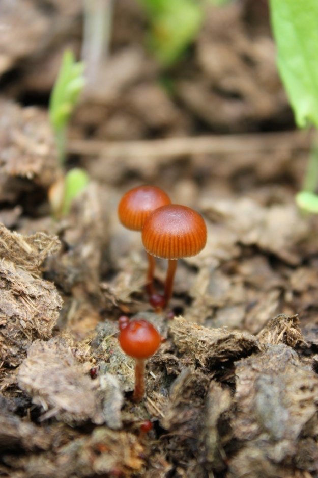 tiny fungi growing in dung