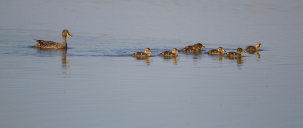 yellow billed duck and ducklings