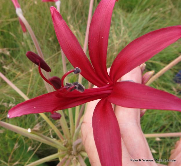 Candelabra Flower (Brunsvigia undulata) at Bill Barns Nature Reserve.