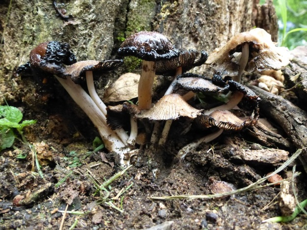 Fungi 06