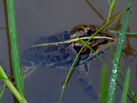 common river frog