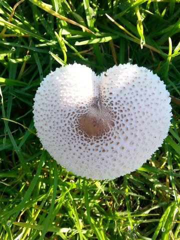 mushroom found 2 days before valentines day
