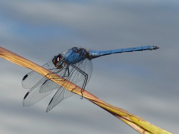 Insect Dragonfly Dorsal dropwing