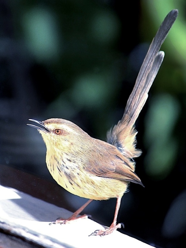 Bird Drakensberg Prinia a