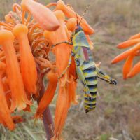 Midlands Wildflower for July - Aloe maculata