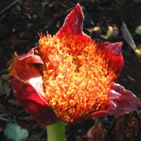 Midlands Wildflower for August - Scadoxus puniceus