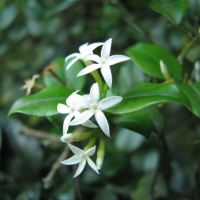 Midlands Wildflower for November - Carissa bispinosa