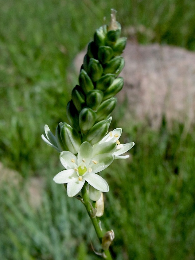 Flower Ornithogalum graminifolium P1010861