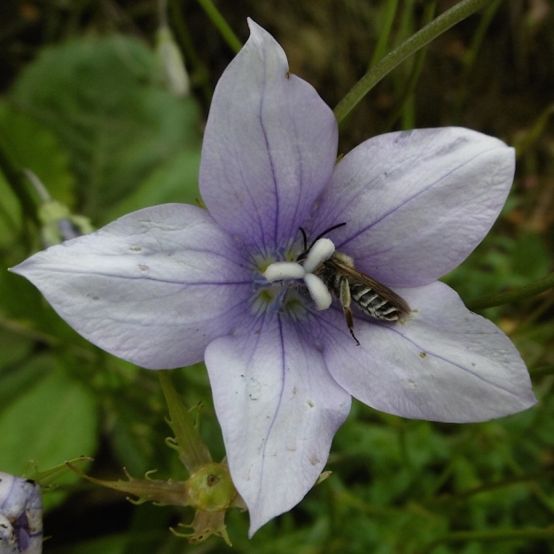2015 01 04 CREW Mahaqwa 02 Wahlenbergia sp with pollinator P1020248