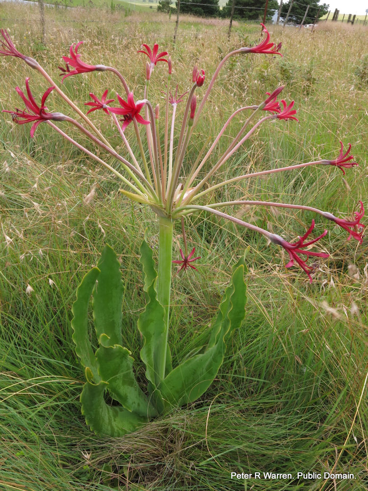 Brunsvigia radula geophyte EXTREMELY RARE bulbous ornamental plant 