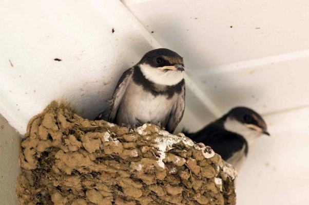 White-throated Swallows
