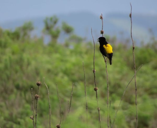 yellow widow bird