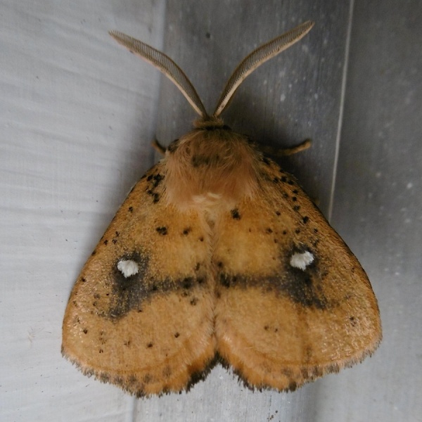 Moth P1020352