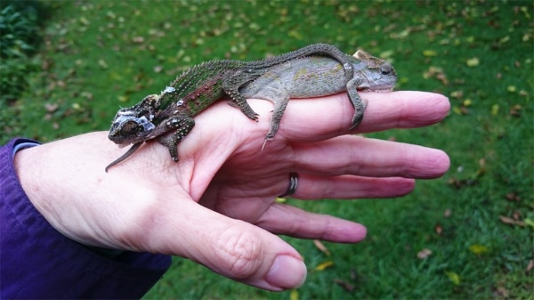 Midlands Dwarf Chameleon - Male and Female?