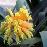 Threatened Plant Species - Clivia gardenii