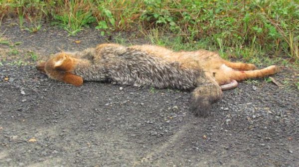 Dead jackal on D17 - run over during the night.