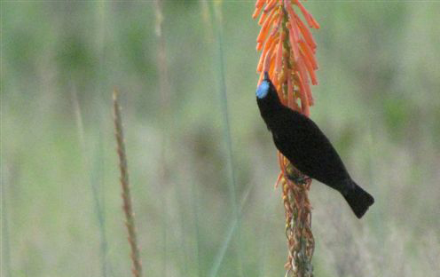 Black sunbird on kniphofia