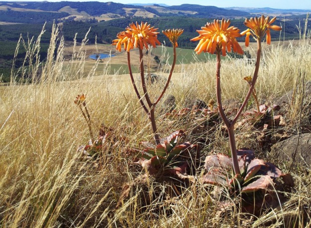 Orange Aloes flowering in the hills