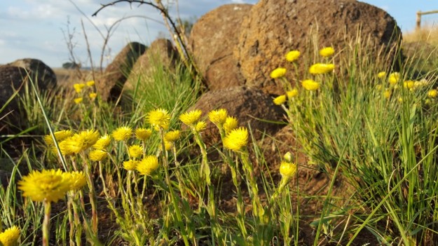 Yellow Everlastings in the veld