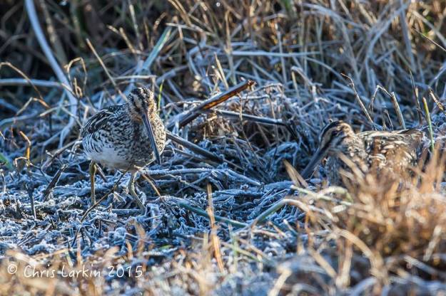 African Snipe on the cold and frosty vegetation. Photographed by Chris Larkin