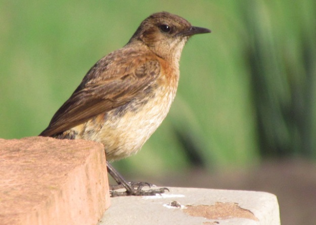 Juvenile male Buff-streaked Chat