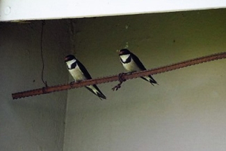 Pat built a perch for our white throated swallows whose nest is under the eaves behind them