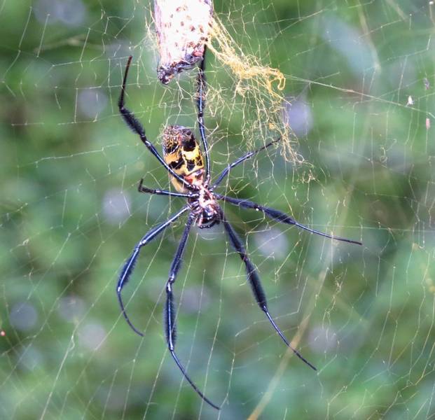 r golden orb web spider