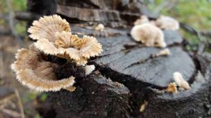 Funky fungi