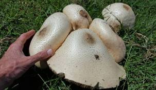 Large Mushrooms