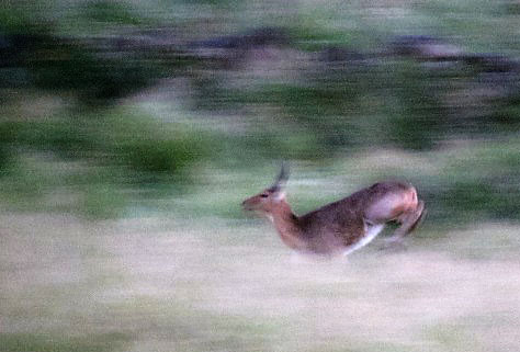 reedbuck in a hurry